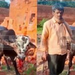 bull seriously injured in attack by wild buffello