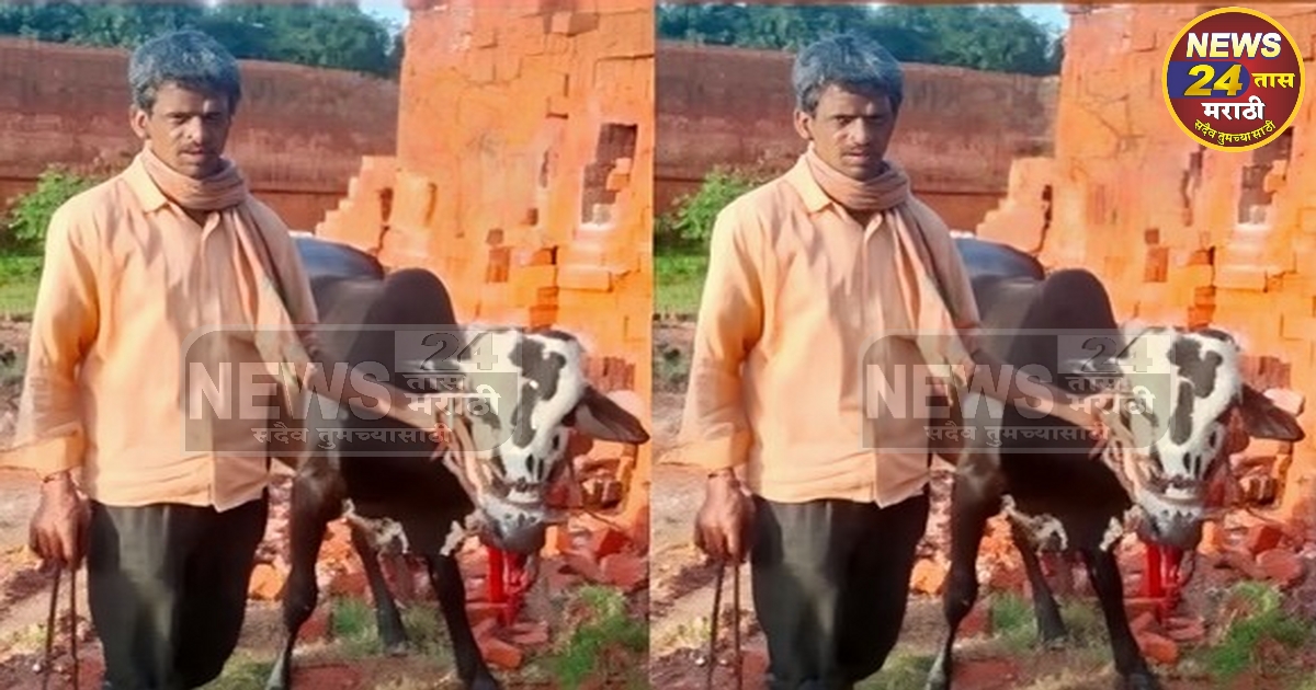 bull seriously injured in attack by wild buffello