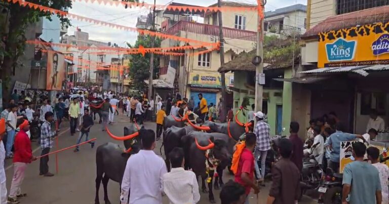 on the occasion of padwa buffalo racing ceremony celebrated