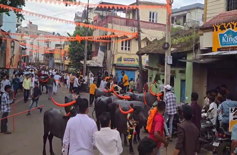 on the occasion of padwa buffalo racing ceremony celebrated