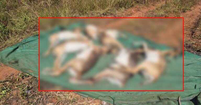 bhootaramanahatti zoo 28 deer death