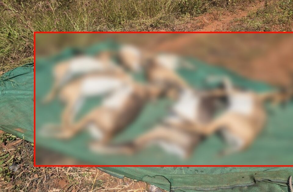 bhootaramanahatti zoo 28 deer death