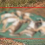 death of black rhinos continues at bhutramanhatti zoological museum; number at 31