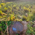 halasal elephant herd crop damage