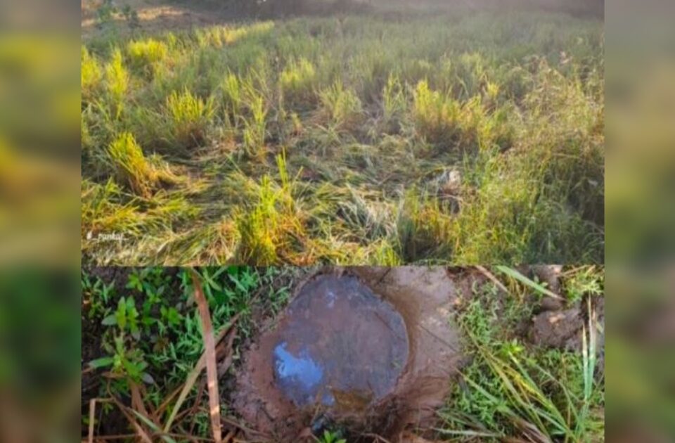 halasal elephant herd crop damage