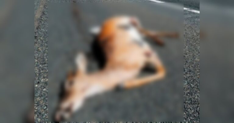 khanapur-londha rashtriya mahamargavar adnyat vahanachya dhadaket haran thhaar