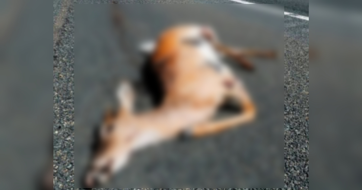 khanapur-londha rashtriya mahamargavar adnyat vahanachya dhadaket haran thhaar