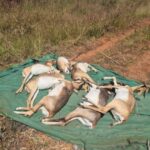 thirtyone black rhinos at rani channamma zoological park die of hs bacteria infection
