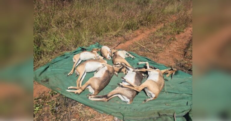 thirtyone black rhinos at rani channamma zoological park die of hs bacteria infection