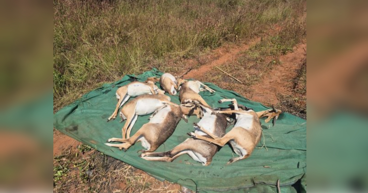 thirtyone black rhinos at rani channamma zoological park die of hs bacteria infection