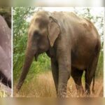two elephants die after touching live wire