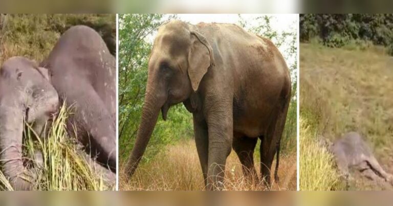 two elephants die after touching live wire