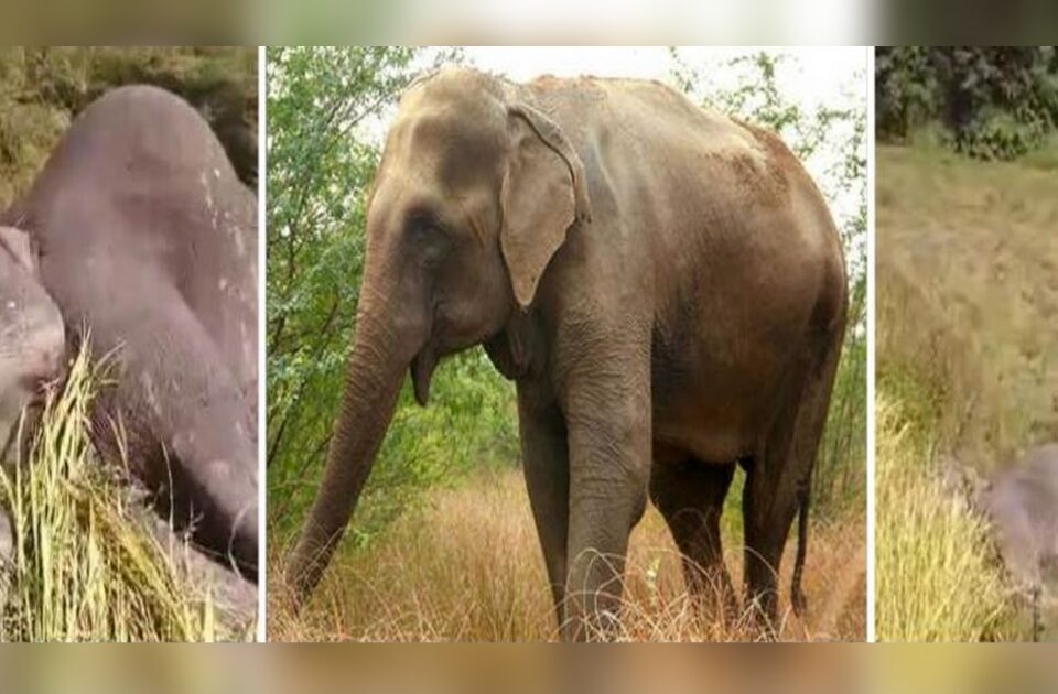 two elephants die after touching live wire