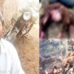 bhatkya kutryanchya hallyat mendhapalachya 15 shelya - mendhyancha mrutyu