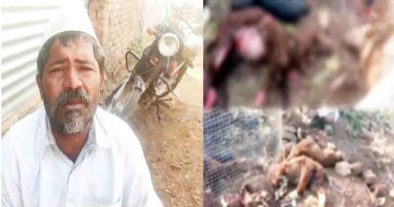 bhatkya kutryanchya hallyat mendhapalachya 15 shelya - mendhyancha mrutyu