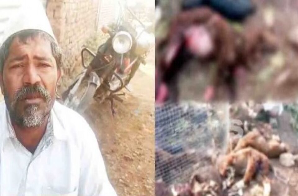 bhatkya kutryanchya hallyat mendhapalachya 15 shelya - mendhyancha mrutyu