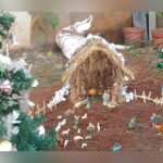 christmas was celebrated with enthusiasm in belgaum