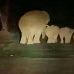 hattikadun nuksaniche stra suruch