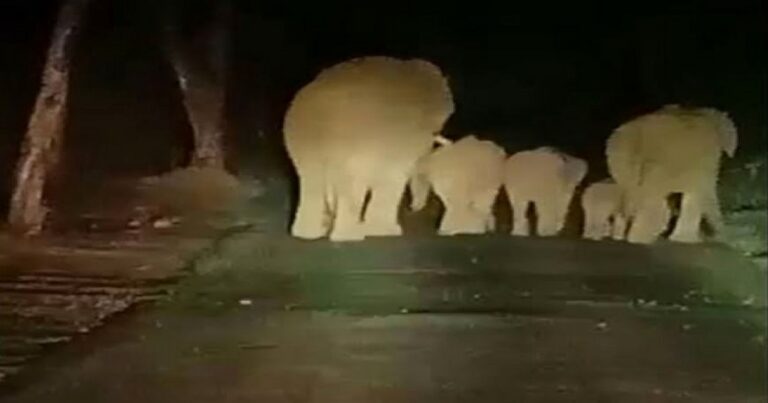 hattikadun nuksaniche stra suruch