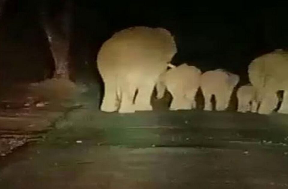 hattikadun nuksaniche stra suruch