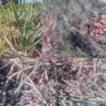 hebbaal parisaraat hattincha dhudgus