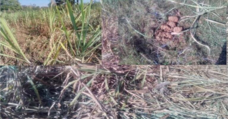 hebbaal parisaraat hattincha dhudgus