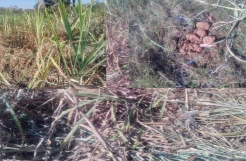 hebbaal parisaraat hattincha dhudgus