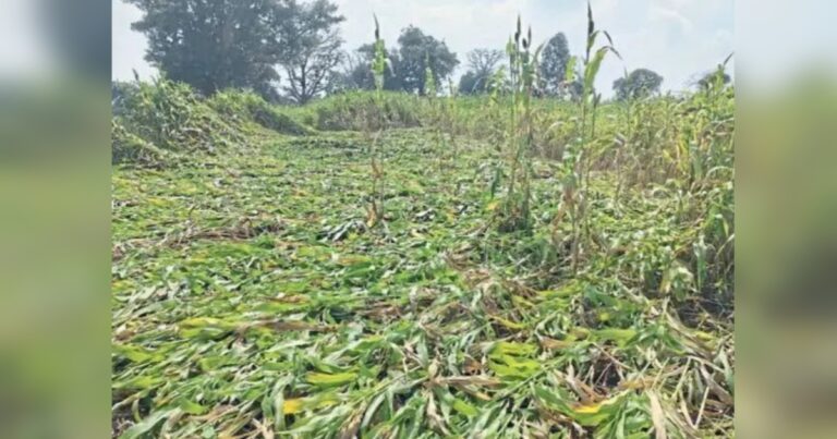 avakali pavasacha rabbi pikanna phatka