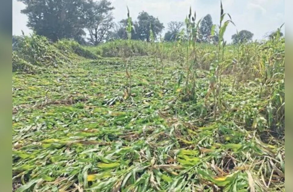 avakali pavasacha rabbi pikanna phatka