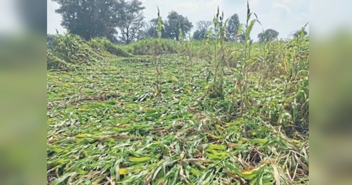 avakali pavasacha rabbi pikanna phatka