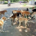 rayat gallit bhatkya kutryancha hallyat 10 varshachi chimurdi jakhami