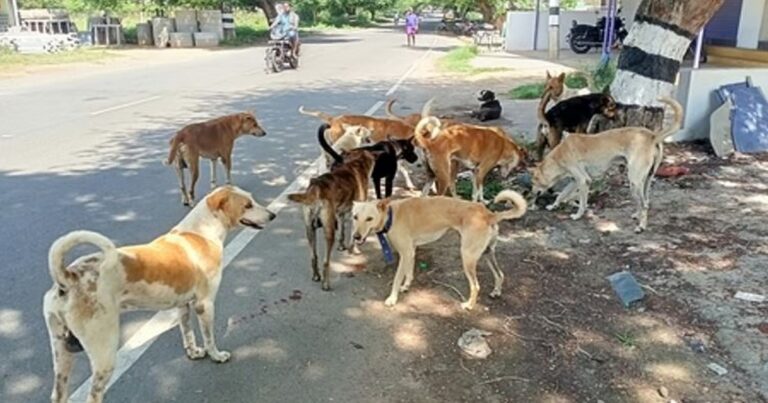 rayat gallit bhatkya kutryancha hallyat 10 varshachi chimurdi jakhami