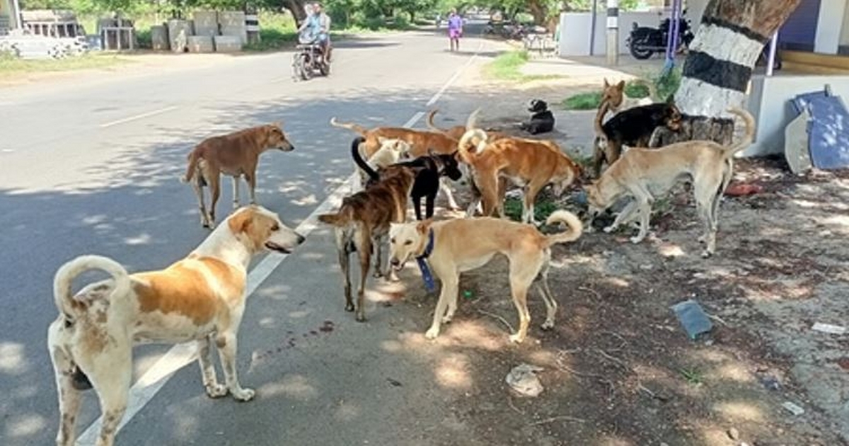 rayat gallit bhatkya kutryancha hallyat 10 varshachi chimurdi jakhami