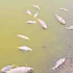 tivra unhamule bailhongal talukyatil talav korada