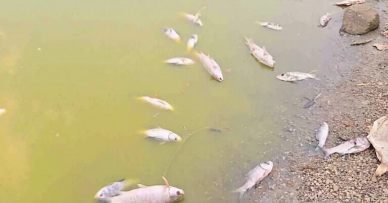 tivra unhamule bailhongal talukyatil talav korada