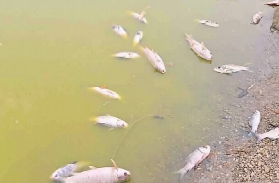 tivra unhamule bailhongal talukyatil talav korada