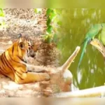 bhutramhatti rani channamma pranisangrahalayat summer protocol jari