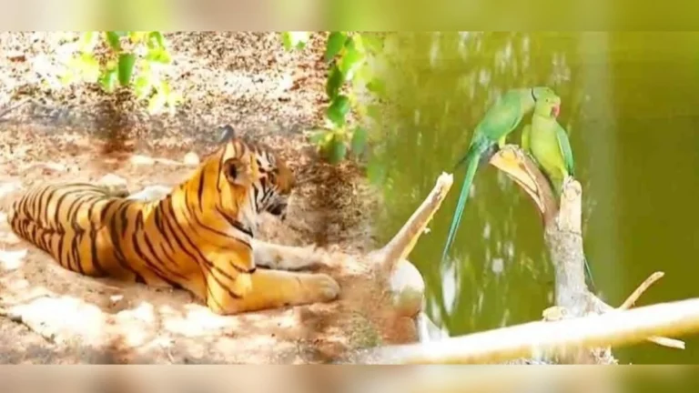 bhutramhatti rani channamma pranisangrahalayat summer protocol jari