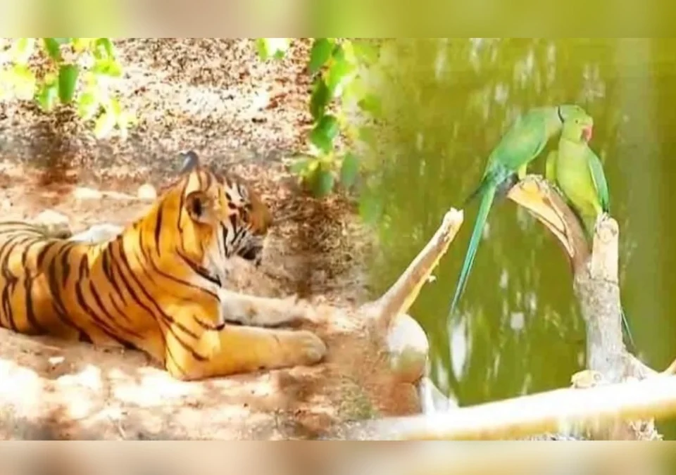 bhutramhatti rani channamma pranisangrahalayat summer protocol jari