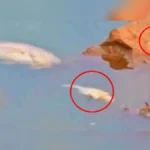 killa talavatil hazaro mase mrutyumukhi