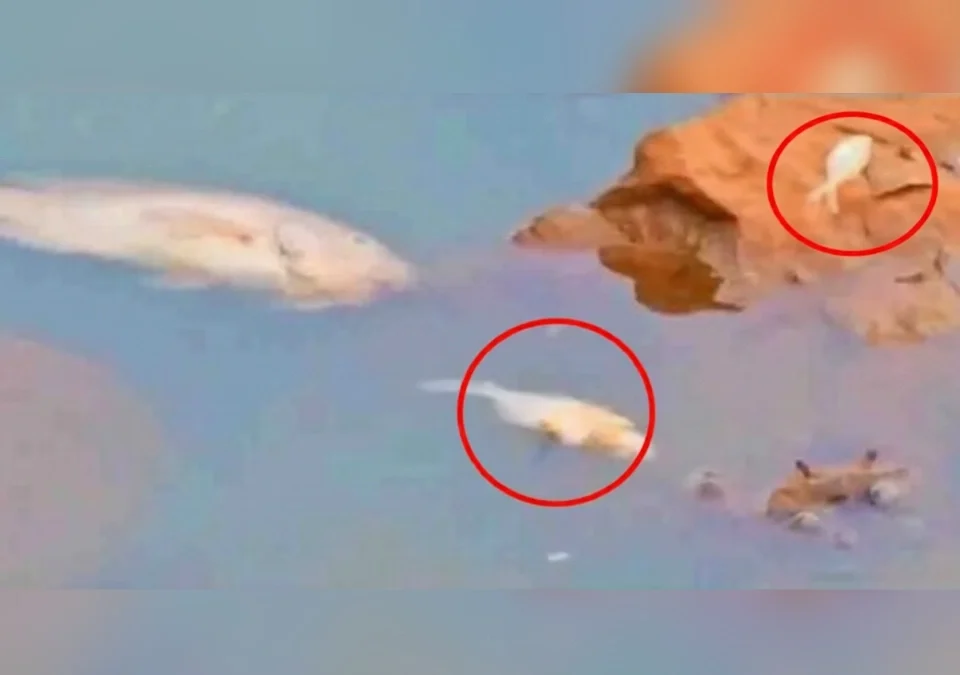 killa talavatil hazaro mase mrutyumukhi