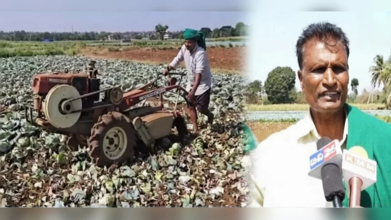 kobichya darat ghat ; shetkaryane swatahchya shetatil kobi pikavar firavla tractor