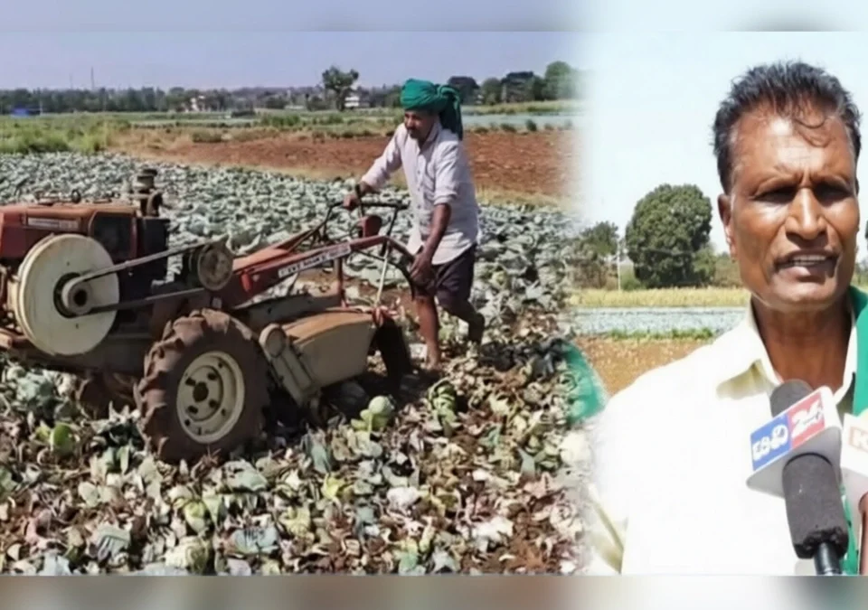 kobichya darat ghat ; shetkaryane swatahchya shetatil kobi pikavar firavla tractor
