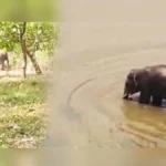 modekopp gavat hattiche darshan