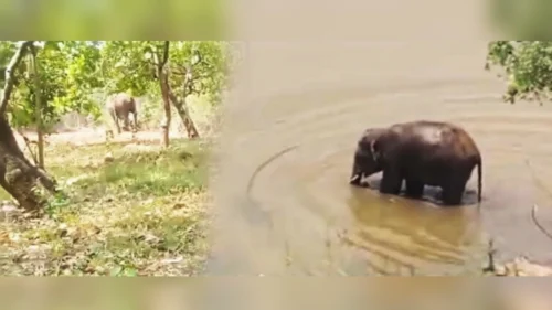 modekopp gavat hattiche darshan