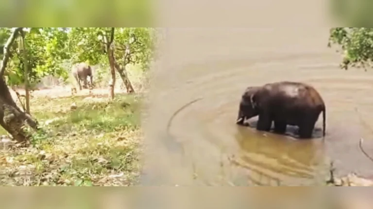 modekopp gavat hattiche darshan