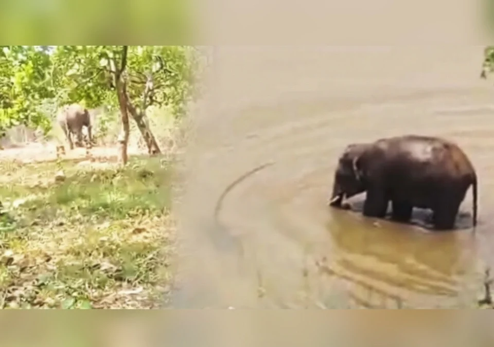 modekopp gavat hattiche darshan