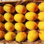 belgaavat 8 may pasun amba pradarshanache ayojan