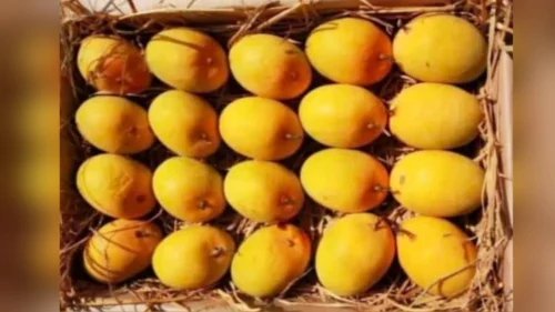 belgaavat 8 may pasun amba pradarshanache ayojan