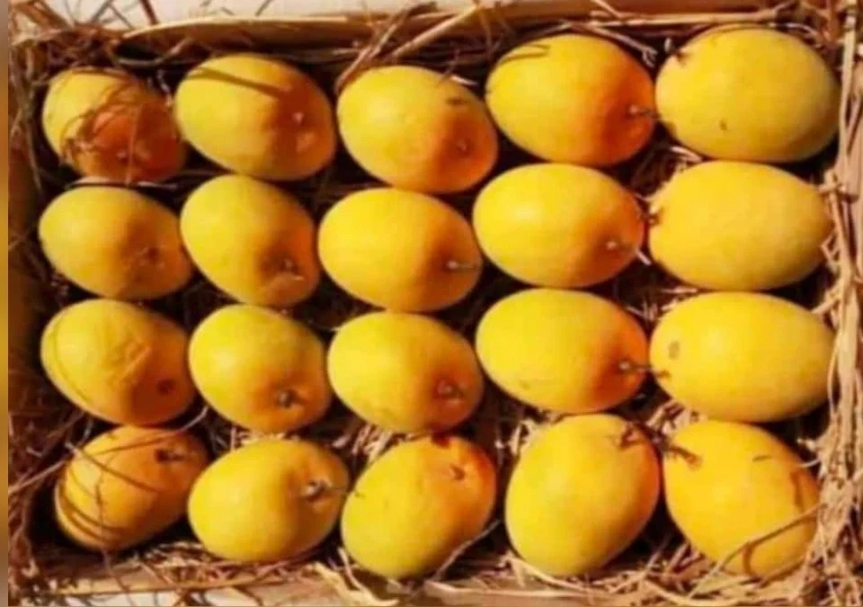 belgaavat 8 may pasun amba pradarshanache ayojan